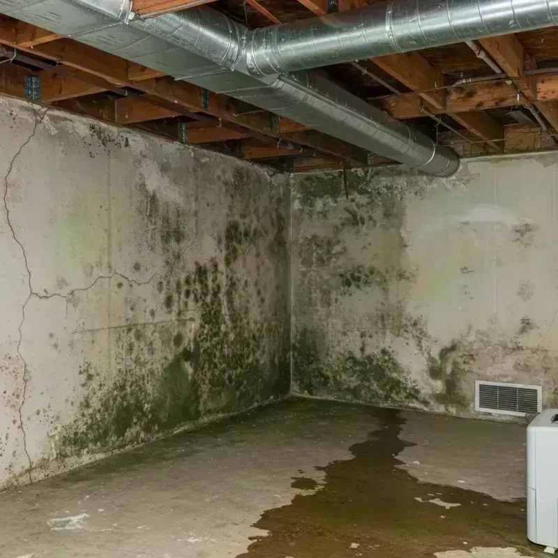 Professional Mold Removal in Dardenne Prairie, MO